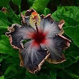 10 Rare Black Pink Purple Hibiscus Seeds 