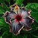 10 Rare Black Pink Purple Hibiscus Seeds "Black Rainbow" Giant Flower Tropical