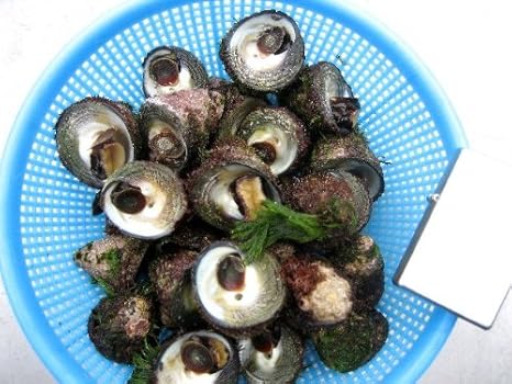 Amazon 夏人気no1 の貝 ニナ貝 3kg ビールのつまみに最高 活きたままお届けします Ask Sanin 山陰境港 貝類 通販
