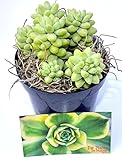 Donkey Tail Sedum Hybrid Burrito 3