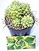 Donkey Tail Sedum Hybrid Burrito 3" Pot