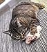 Petlinks Fresh Catch Refillable Plush Cat Toy with Catnip Tube - Tan, One Size