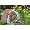 Rosewood-Naturals-Small-Animal-Treats-Summer-Harvest-150-g Rosewood Naturals Summer Harvest, Rabbit Treats & Small Animal Treats, 150g