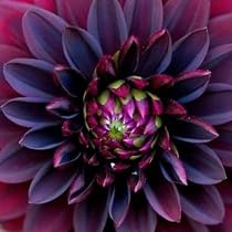 Amazon.com : VAACNEE 100pcs Black Ruby Beauty Dahlia Flower Seeds ...