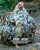 2019 - 2020 | 18 Month Weekly & Monthly Planner July 2019 to December 2020: Chicken and Chick Farm Animal Vol 2 Monthly Calendar with U.S./UK/ ... Holidays- Calendar in Review/Notes 8 x 10 in. by Dazzle Book Press