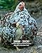 2019 - 2020 | 18 Month Weekly & Monthly Planner July 2019 to December 2020: Chicken and Chick Farm Animal Vol 2 Monthly Calendar with U.S./UK/ ... Holidays- Calendar in Review/Notes 8 x 10 in. by Dazzle Book Press