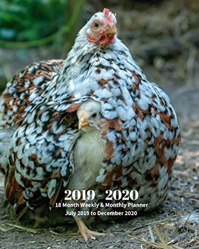 2019 - 2020 | 18 Month Weekly & Monthly Planner July 2019 to December 2020: Chicken and Chick Farm Animal Vol 2 Monthly Calendar with U.S./UK/ ... Holidays- Calendar in Review/Notes 8 x 10 in. by Dazzle Book Press