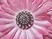 PEPPERLONELY Brand 20PC Assorted Color Acrylic Rhinestone Buttons with Shank 13~26mm