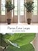 Plantes extra-larges pour la décoration d'interieur by