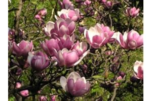 GROWER'S SOLUTION Saucer Magnolia ‘Magnolia Soulangeana’ – Shrub - One Gallon Healthy Potted Plant – 1 Plant by Growers Solution