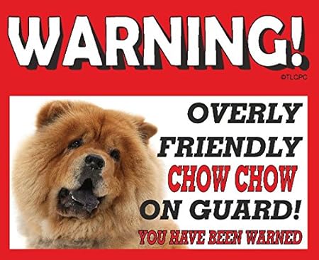 chow chow lazy