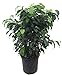 Wintergreen Weeping Fig Tree - Ficus - Great Indoor Tree for Low Light - 8