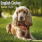 English Cocker Spaniel Calendar - Dog Breed Calendars - 2019 - 2020 Wall Calendars - 16 Month by Avo by 