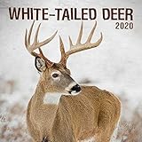 White-Tailed Deer 2020 Calendar by 