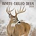 White-Tailed Deer 2020 Calendar by 