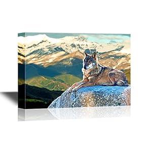 Wolf Wolf Lying on a Giant Boulder in Moutainous Area