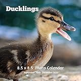 Ducklings 8.5 X 8.5 Calendar September 2019 -December 2020: Monthly Calendar with U.S./UK/ Canadian/ by Dazzle Book Press