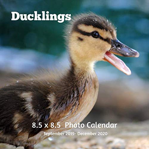 Ducklings 8.5 X 8.5 Calendar September 2019 -December 2020: Monthly Calendar with U.S./UK/ Canadian/ by Dazzle Book Press