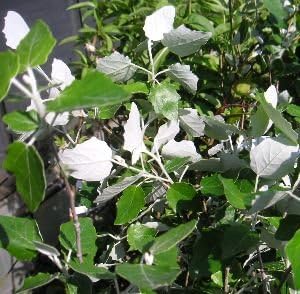 ギンドロ ホワイトポプラ B071jlw5kw 1 100円 送料無料 激安 お買い得 キ フト 日本メーカー新品 人気 おすすめ