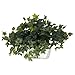 Nearly Natural Ivy with White Wash Planter Silk Plant