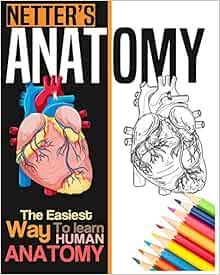 Download Netter S Anatomy Coloring Book Neuroanatomy Human Body Workbook Bengen Studios 9781699172360 Amazon Com Books
