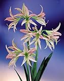 Amaryllis Emerald - 24/26cm Bulb