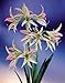 Amaryllis Emerald - 24/26cm Bulb