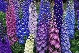 Delphinium Seed, 50+ Seeds, Giant Imperial