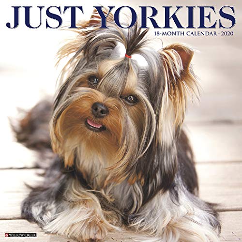 Just Yorkies 2020 Wall Calendar (Dog Breed Calendar) (Best Dog Companion For A Yorkie)