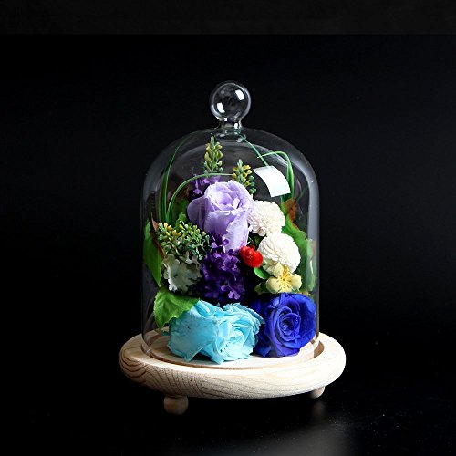 Reelva Decorative Clear Glass Cloche Bell Jar Display Case (Small)