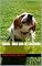 Livro SHAUN - UMA VIDA DE CACHORRO
