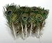 KAYSO Peacock Mini Tails Feathers, 25 Piece