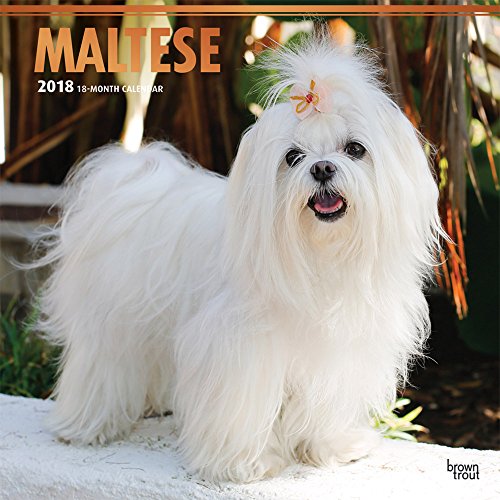 Maltese 2018 12 x 12 Inch Monthly Square Wall Calendar with Foil Stamped Cover, Animals Small Dog Breeds Pet (Multilingual Edition) - Thumbnail 6