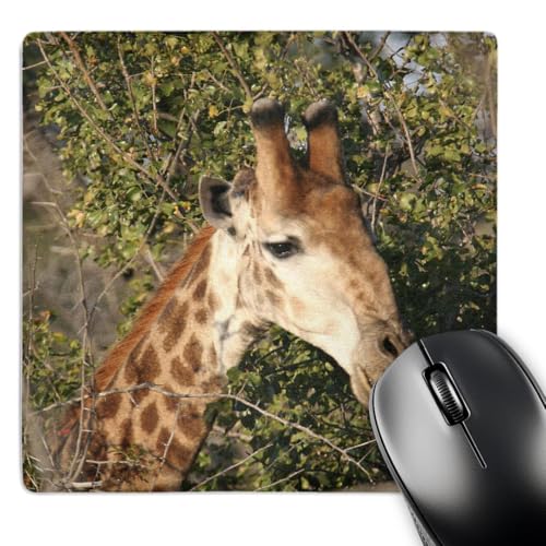 3dRose LLC 8 x 8 x 0.25 Inches Mouse Pad, South African Giraffe Head (mp_20122_…