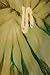 Sakkas 00831 Starlight Caftan Tank Dress / Cover Up - Avocado / Green - One Size