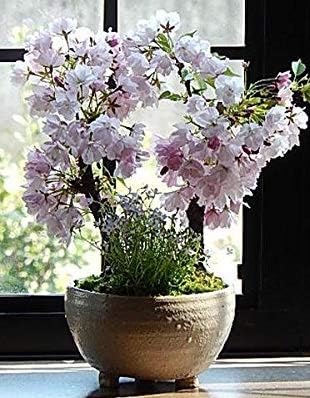 Amazon Co Jp お誕生日鉢花 桜盆栽 お誕生日プレゼント Diy 工具 ガーデン Amazon Co Jp お誕生日鉢花 桜盆栽 お誕生日プレゼント Diy 工具 ガーデン