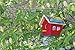 Toysmith Beetle & Bee Build & Paint A Birdie B&B - DIY Kid Art Craft Outdoor Birdhouse, 7