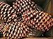 Winter Woods Cinnamon Scented Pinecones 12-14/Pkg, Large