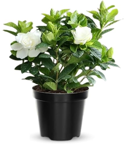 Amazon.com : 2 Cape Jasmine Plants Live, 5 to 6 Inc Long