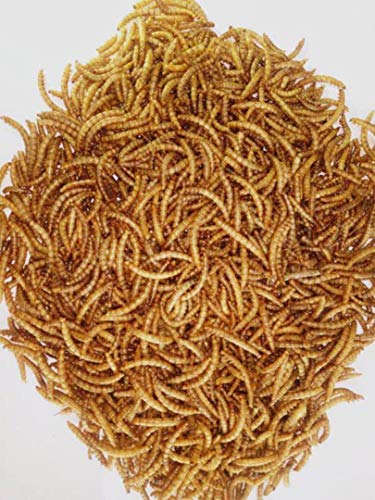 2 Appetizing+Mealworms+5lbs+100+Non+GMO+Dried