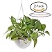 Hmane 2Pcs Hanging Flower Plant Pots, Chain Plastic Basket Planter Holder Patio Home Decoration - 7.87x7.87x5.51inch