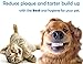 Mindful Pets Pet Water Additive Dental Care - Freshen Breath, Promote Healthy Gums, Remove Plaque and Tarter Build Up - for Dogs and Cats Teeth Cleaning - 16oz