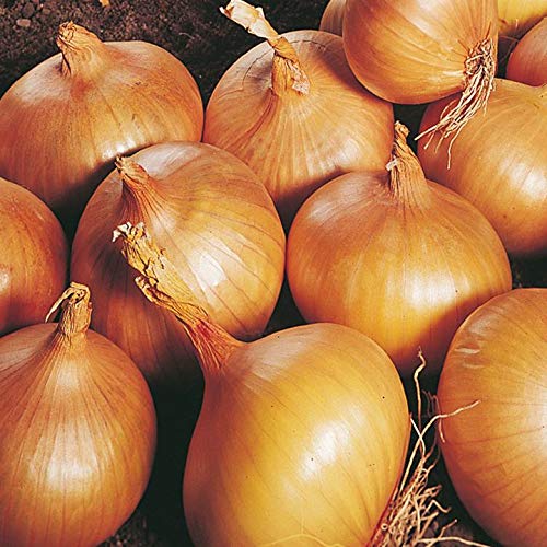 Onion Sets Autumn Champion x 50. Good for Storing
