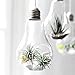 Mkono 3 Pack Light Bulb Terrariums with Strings Hanging Glass Vase Indoor Air Plant Holder Home Decor for Airplants, Succulent, or Small Plants
