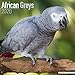 African Grey Calendar - African Grey Parrot Calendar - Parrot Calendar - Calendars 2019 - 2020 Wall by 