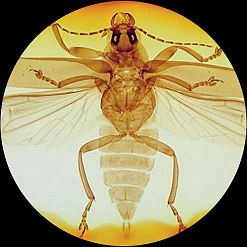 3 AmScope+PS200+Biology+Prepared+Homeschool