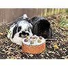 Rosewood-Naturals-Small-Animal-Treats-Celebration-Cake Rosewood Naturals Celebration Cake, Rabbit Treats & Small Animal Treats, 230g
