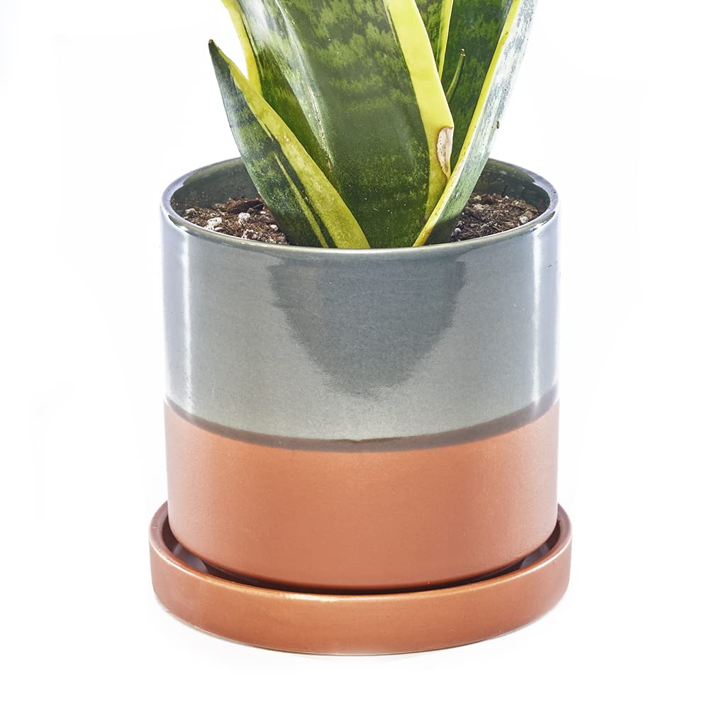 CHIVE Minute Ceramic Planter Pot  Cute 5 Colorful Succulent Pots for Indoor & Outdoor House Plants  Beautiful Modern Farmhouse Kitchen Decor  Terracotta