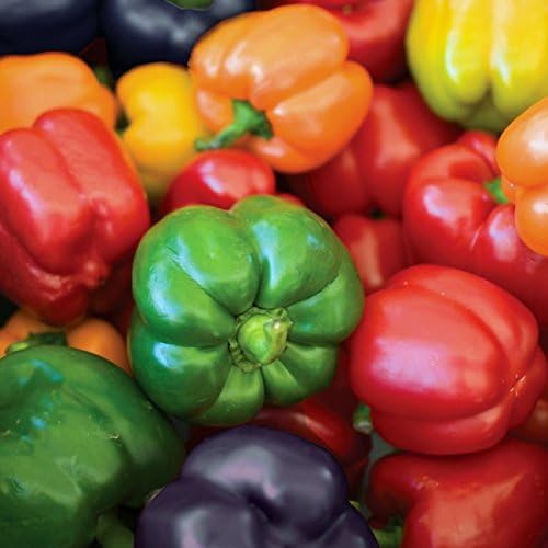 Viridis Hortus - 3 x Pepper Summer Salad (Bell Pepper) Plug Plants
