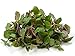 Organic Mint Green Tea Spearmint and Peppermint Leaves with Green Tea Makes 60 Cups Loose Leaf Moroccan Tea Blend by The Tea Company 4oz